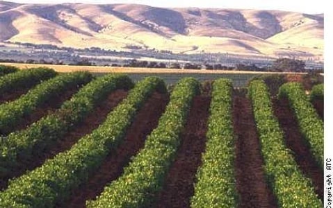 1/2 Day McLaren Vale Wine Tasting & Coast (Afternoon Tour) Image 8