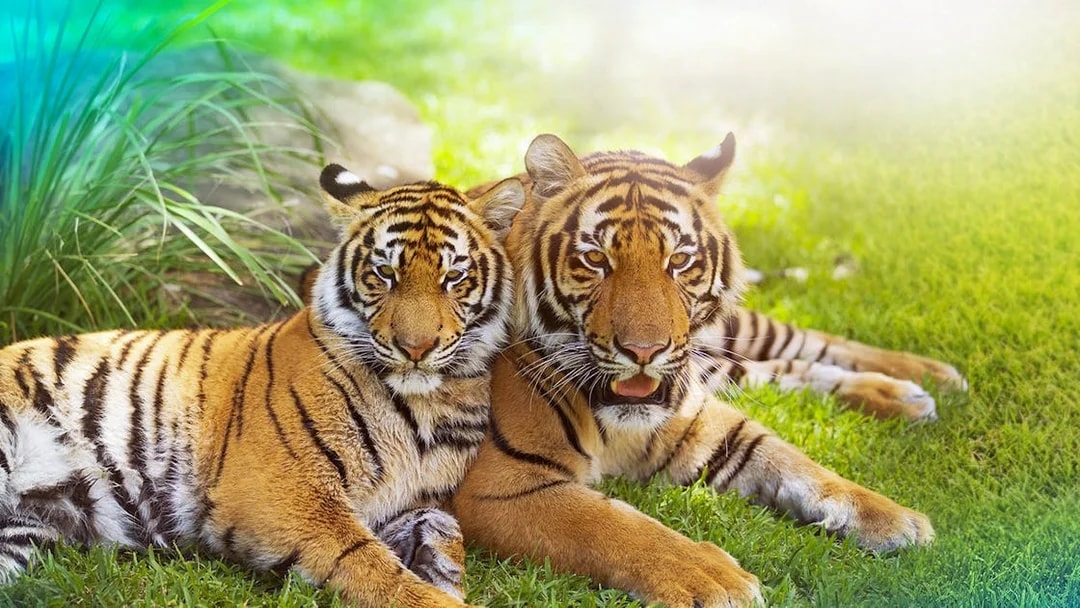 Tigers resting on grass at Tiger Island, Dreamworld, Gold Coast.