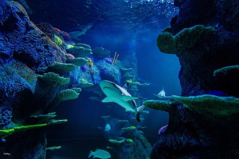 [10+ Group Only] [QR Direct Entry] SEA LIFE Sydney Aquarium Admission Ticket - Australia