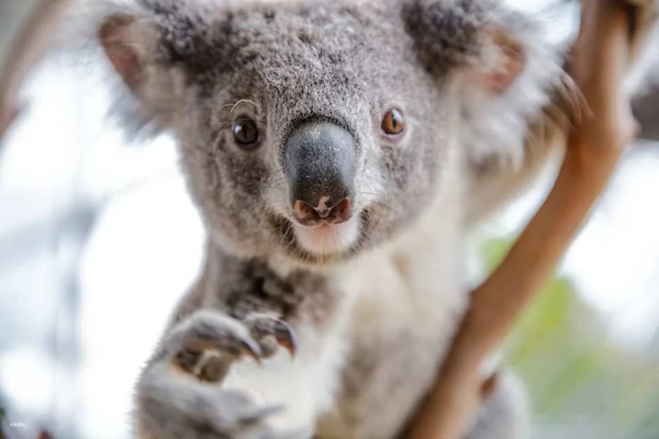 [10+ Group Only]  [QR Direct Entry] Sydney Attraction Combo Ticket - WIlD LIFE Zoo, Madame Tussauds, SEA LIFE Aquarium & Sydney Tower Eye Tickets | Australia