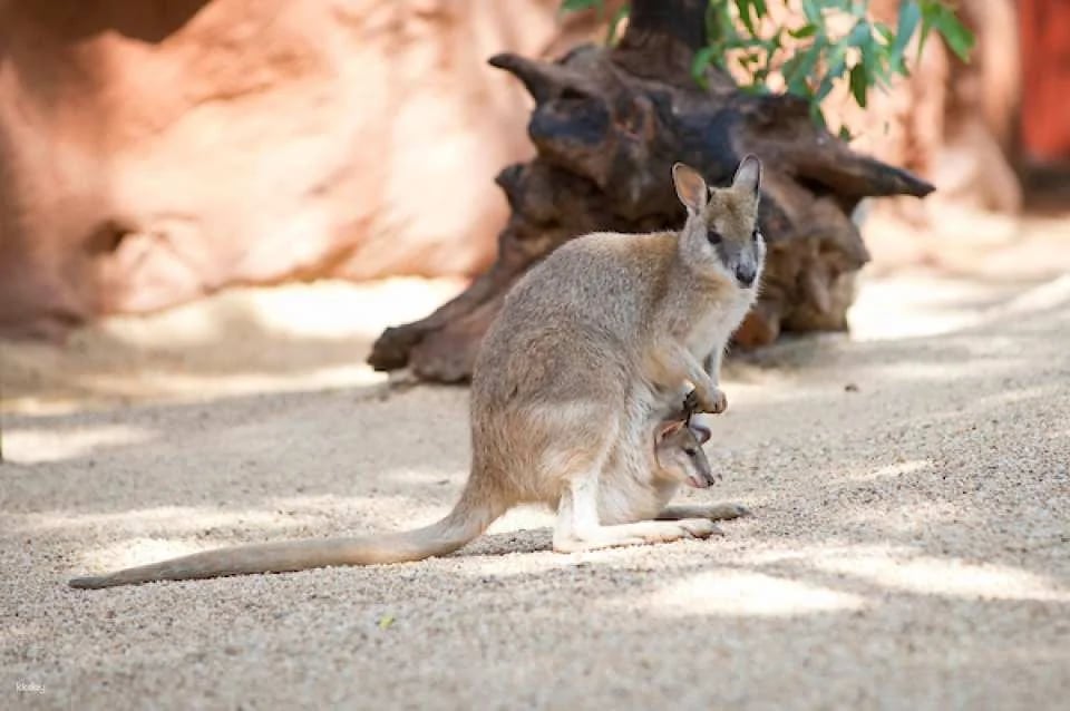 [10+ Group Only]  [QR Direct Entry] Sydney Attraction Combo Ticket - WIlD LIFE Zoo, Madame Tussauds, SEA LIFE Aquarium & Sydney Tower Eye Tickets | Australia
