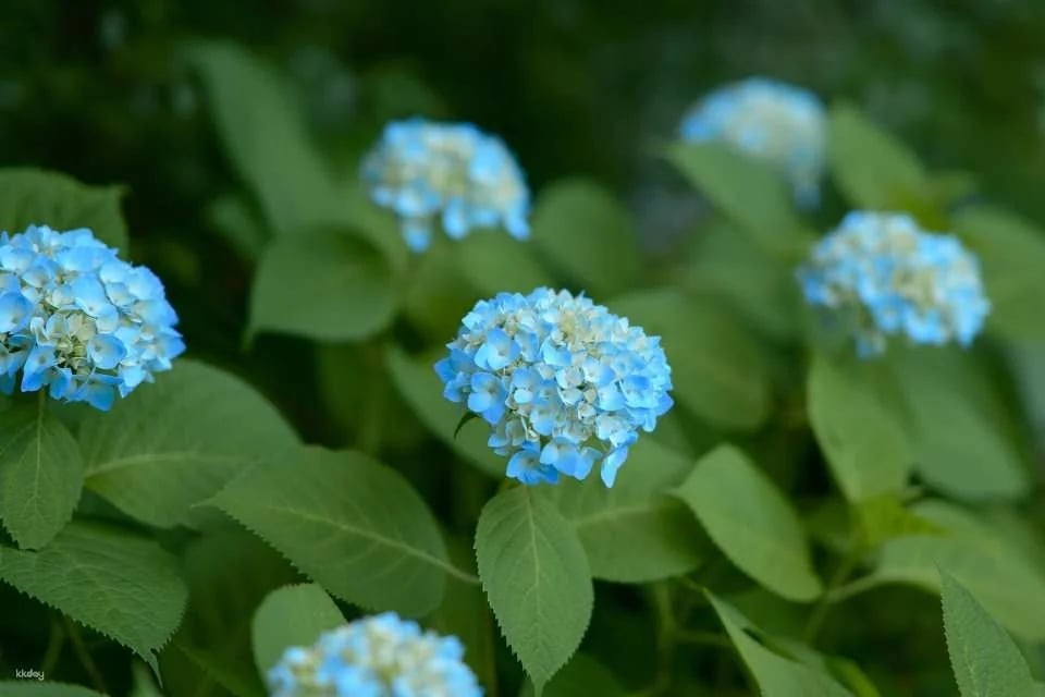[10% OFF] ACAO FOREST Advance Ticket (Atami City, Shizuoka – Workshop)