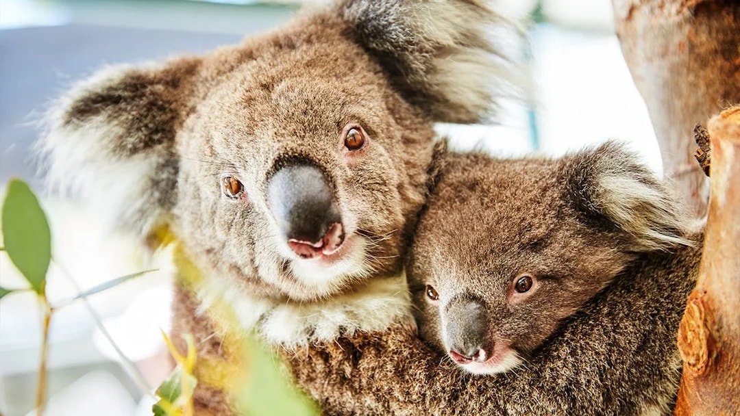 Koalas in a tree during Australia's Pinnacles tour.