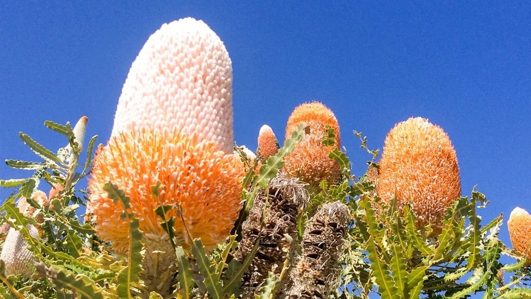 Banksia flowers under clear blue sky on Australia's Pinnacles tour.
