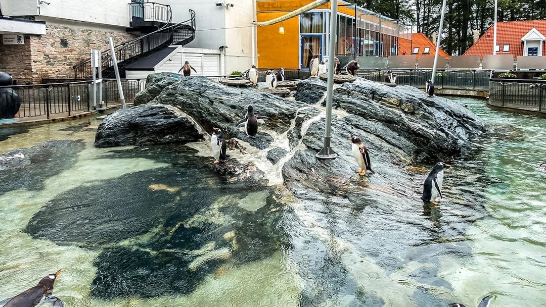 Penguins on rocky terrain at Bergen aquarium, Norway.