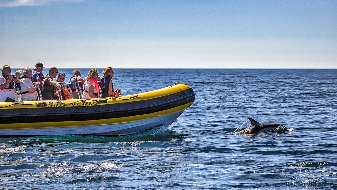Tourists on a boat watching a dolphin near Benagil Caves, Portugal.