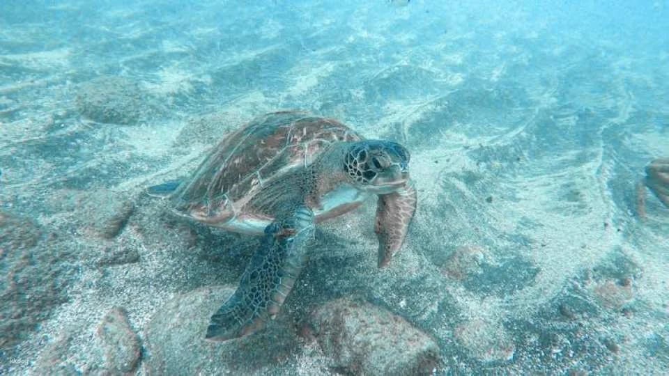 2-hour kayaking experience in Tenerife