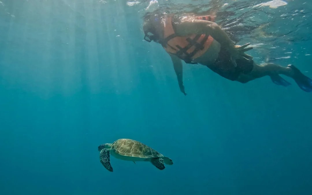 2 Hours Tulum Snorkel: Sea Turtles, Stingrays & Coral Reef Image 3