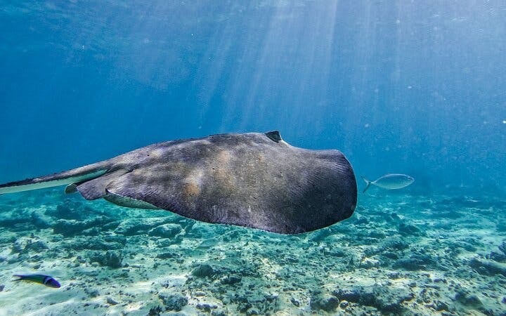 2 Hours Tulum Snorkel: Sea Turtles, Stingrays & Coral Reef Image 5
