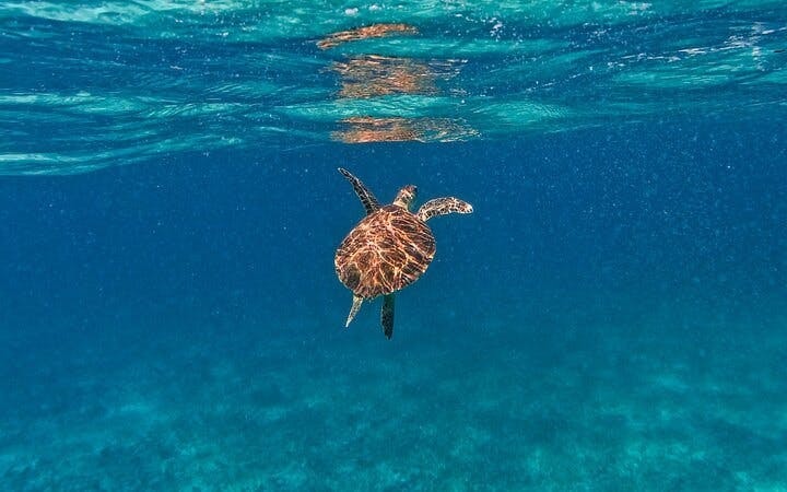 2 Hours Tulum Snorkel: Sea Turtles, Stingrays & Coral Reef Image 7