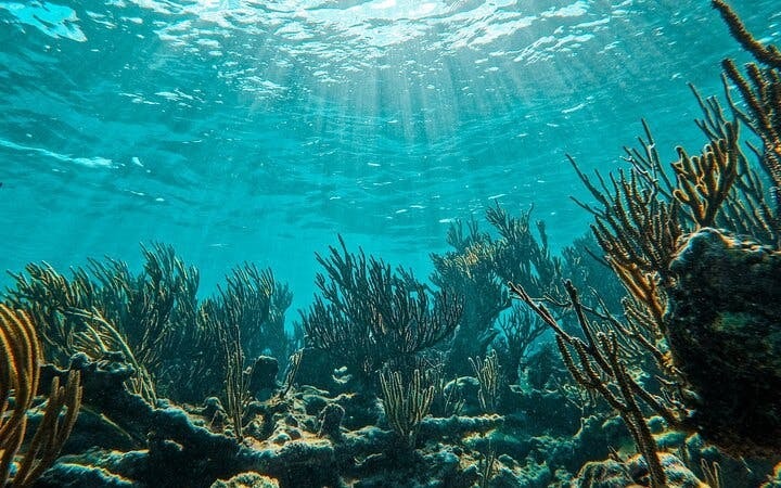2 Hours Tulum Snorkel: Sea Turtles, Stingrays & Coral Reef Image 8