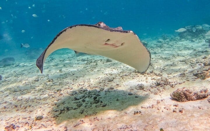 2 Hours Tulum Snorkel: Sea Turtles, Stingrays & Coral Reef Image 9