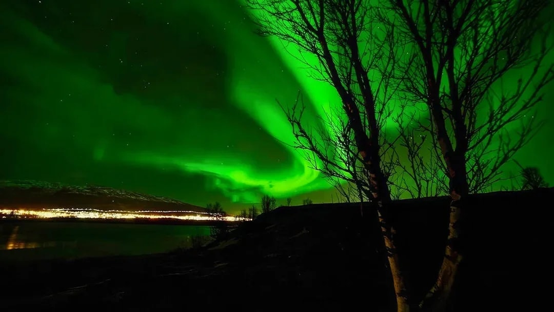 Aurora borealis over a cityscape with silhouetted trees, viewed during a VIP minivan tour.
