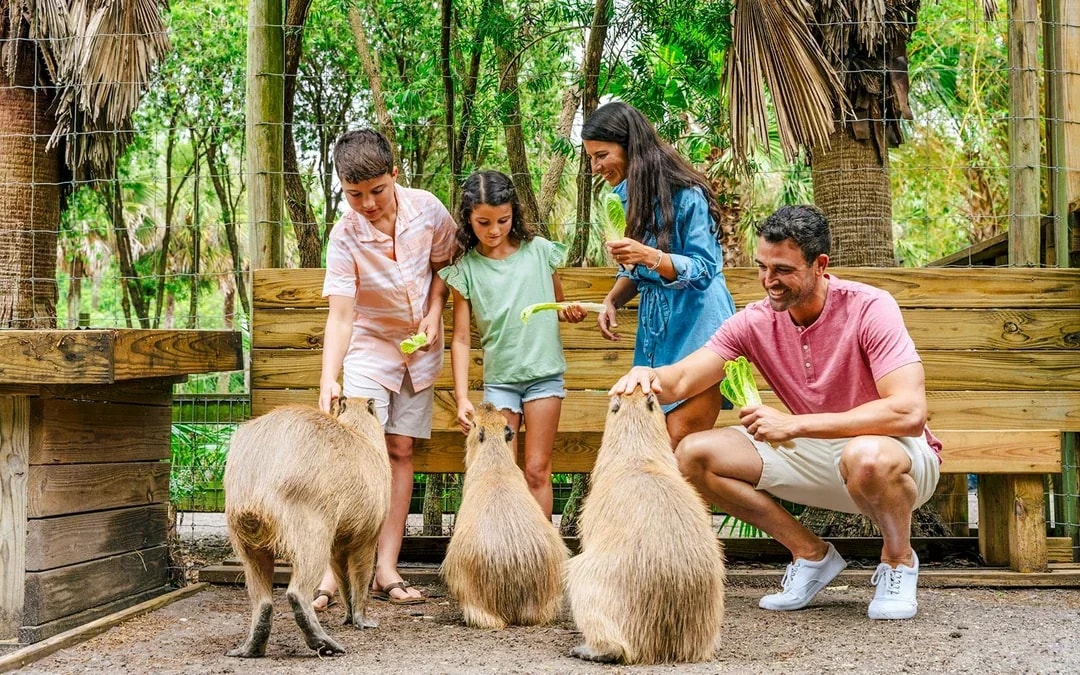 Orlando: Wild Florida Airboat Tour with Gator Park Tickets Image 5