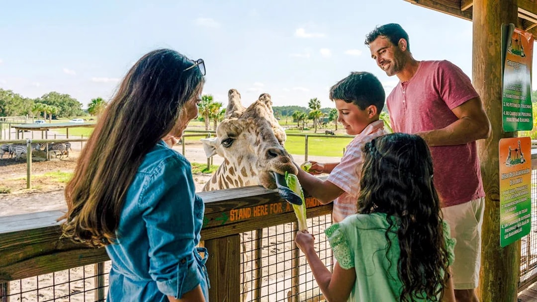 Guests feeding giraffe during Everglades Airboat Tour with Wildlife Park Ticket.
