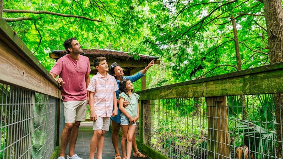 Guests exploring boardwalk in Everglades wildlife park.