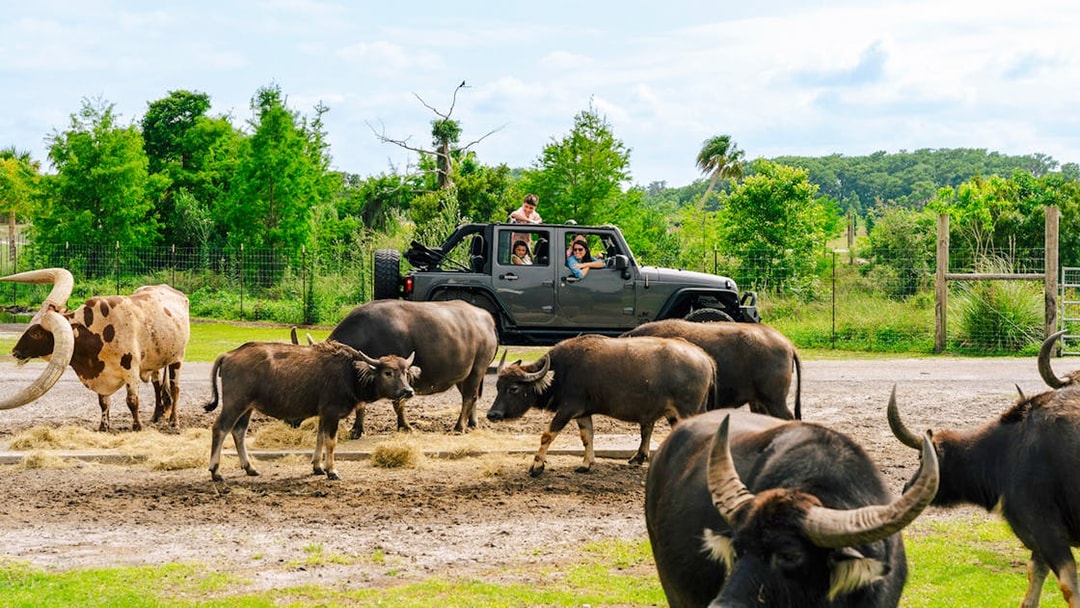 Guests in a jeep observing buffalo during Everglades Airboat Tour with Wildlife Park Ticket.