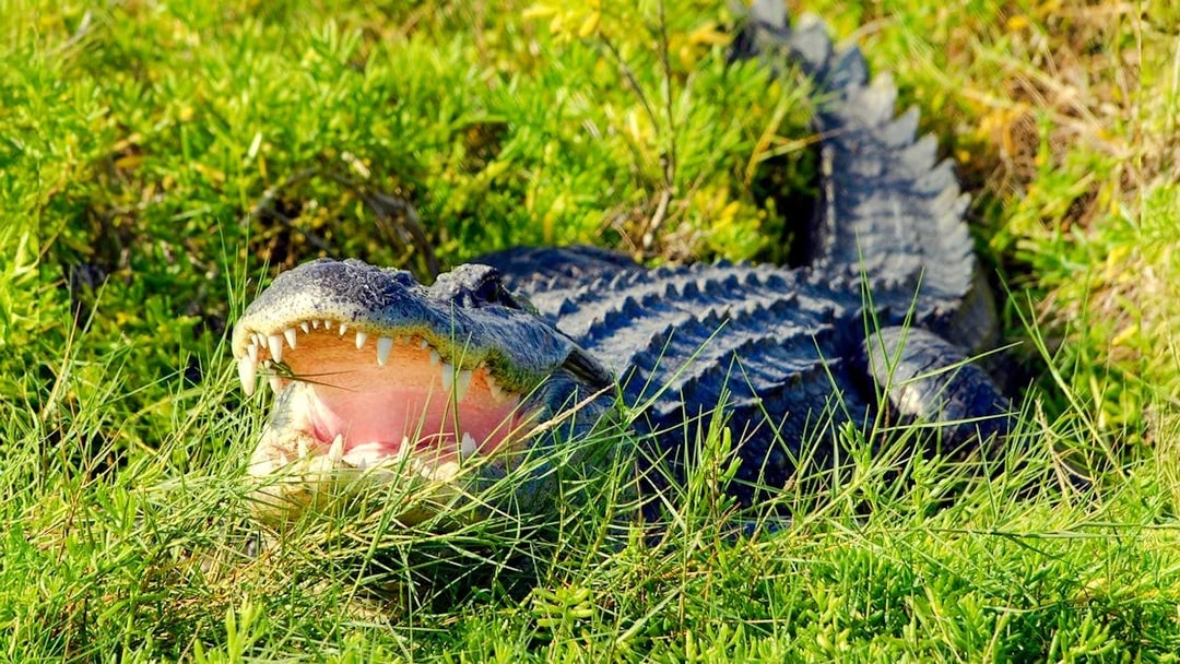Alligator in grass during Everglades Airboat Tour.