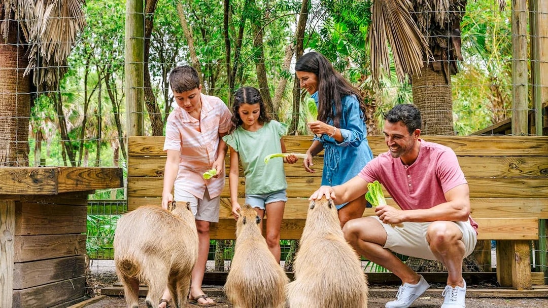 Guests feeding capybaras at a wildlife park in the Everglades.