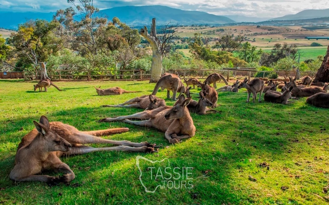 4 Day Tasmanian Highlights Bundle - Hobart, Port Arthur, Bru Image 5