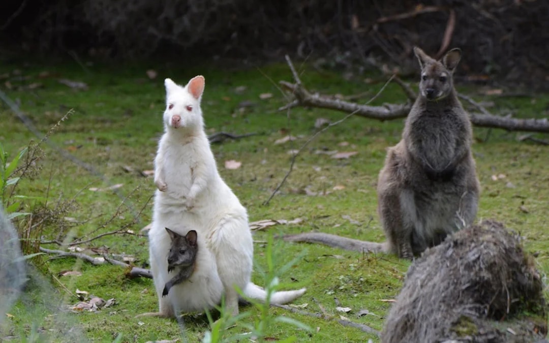 5 Day Island Icons Day Tour Bundle - Cradle Mountain, Winegl Image 8