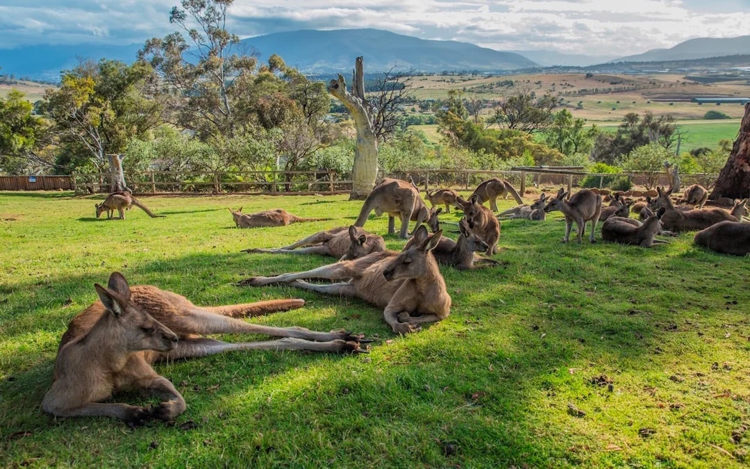 6 Day Island Icons Day Tour Bundle - Cradle Mountain, Winegl Image 8