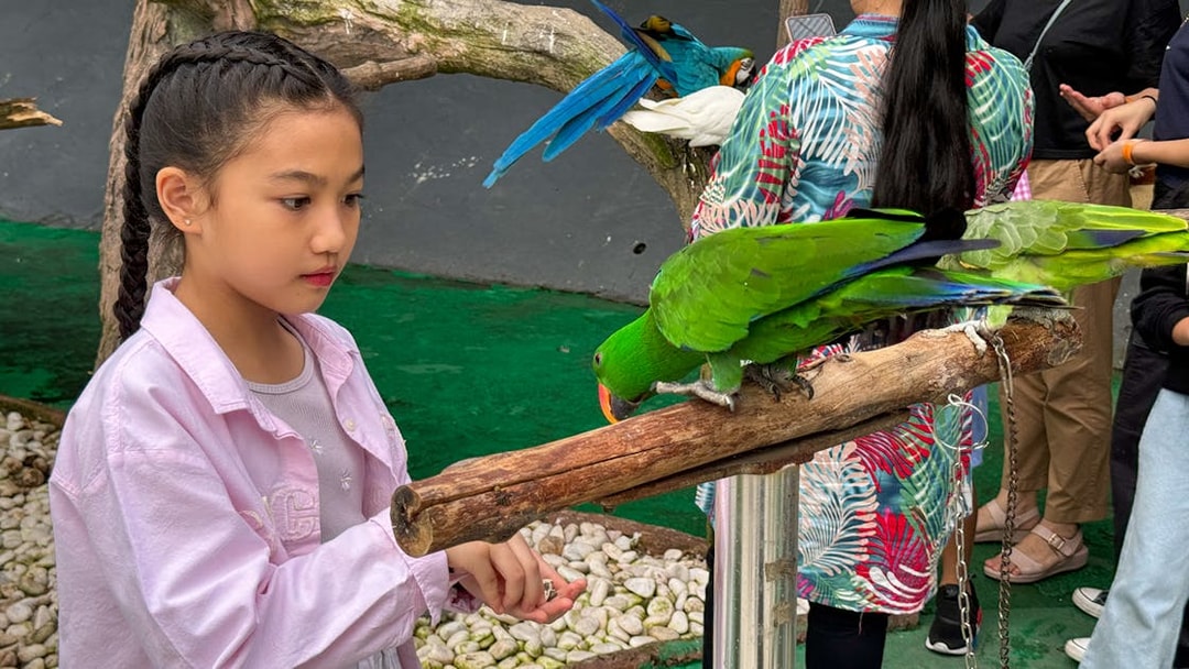 Child interacting with a parrot at 99 Wonderland Park.