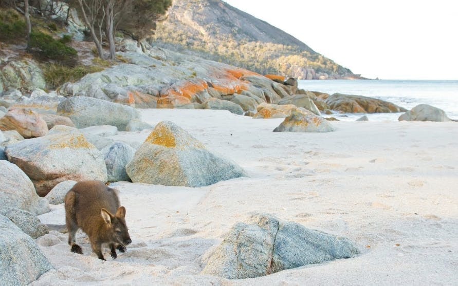 A Day At Wineglass Bay - Launceston to Hobart  Image 10