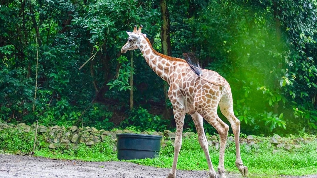 A'Famosa Safari Wonderland Tickets
