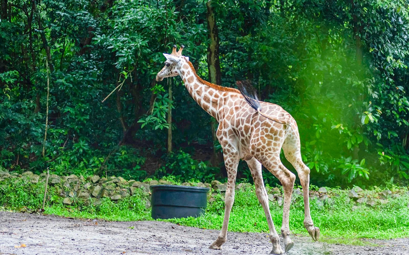 A'Famosa Safari Wonderland Tickets (a-famosa-safari-wonderland-tickets)