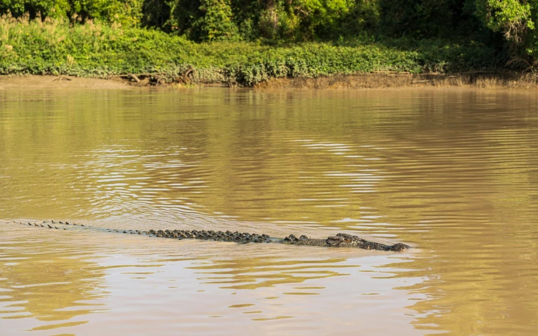 Adelaide River Jumping Crocodile Cruise with Guided Commentary Image 6