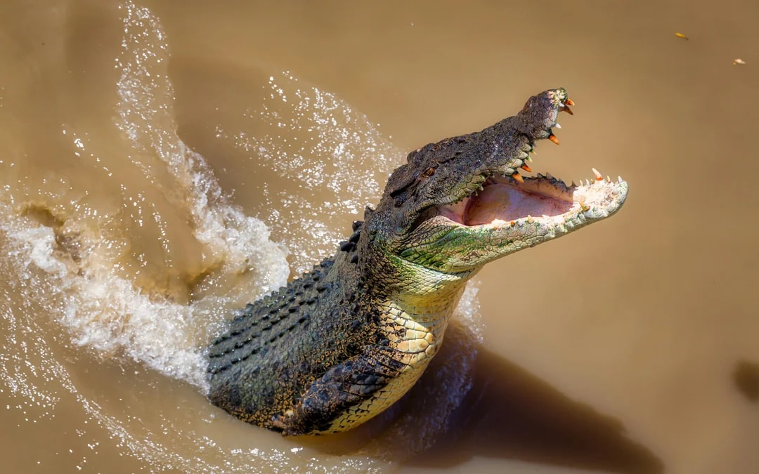 Adelaide River Jumping Crocodile Cruise with Guided Commentary Image 7