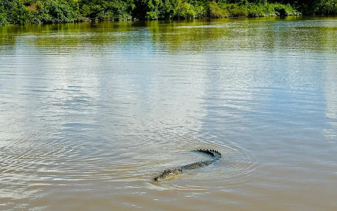 Adelaide River Jumping Crocodile Cruise with Guided Commentary Image 8