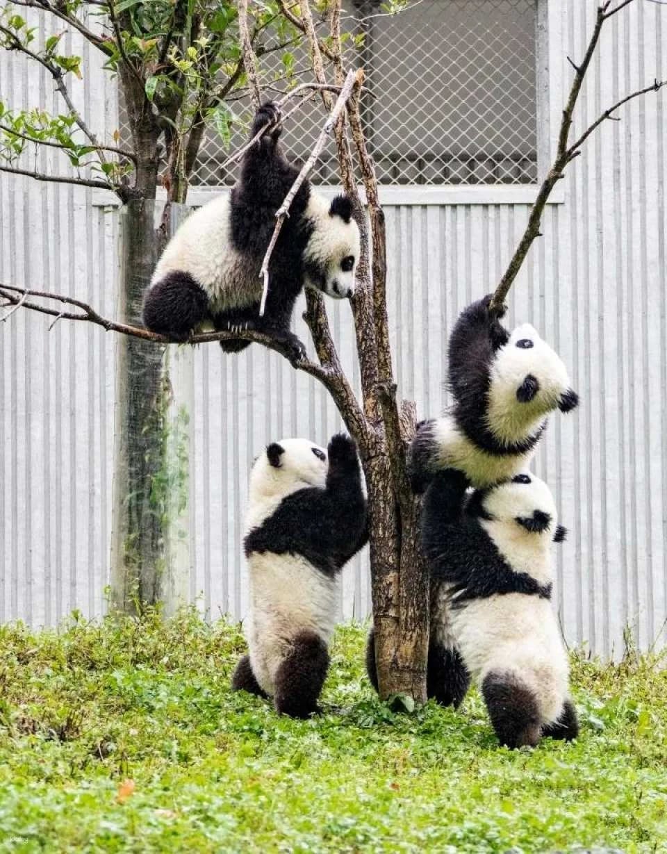 Admission ticket to Shenshuping Base of Wolong Giant Panda Protection and Research Center, Aba Prefecture, Sichuan, China