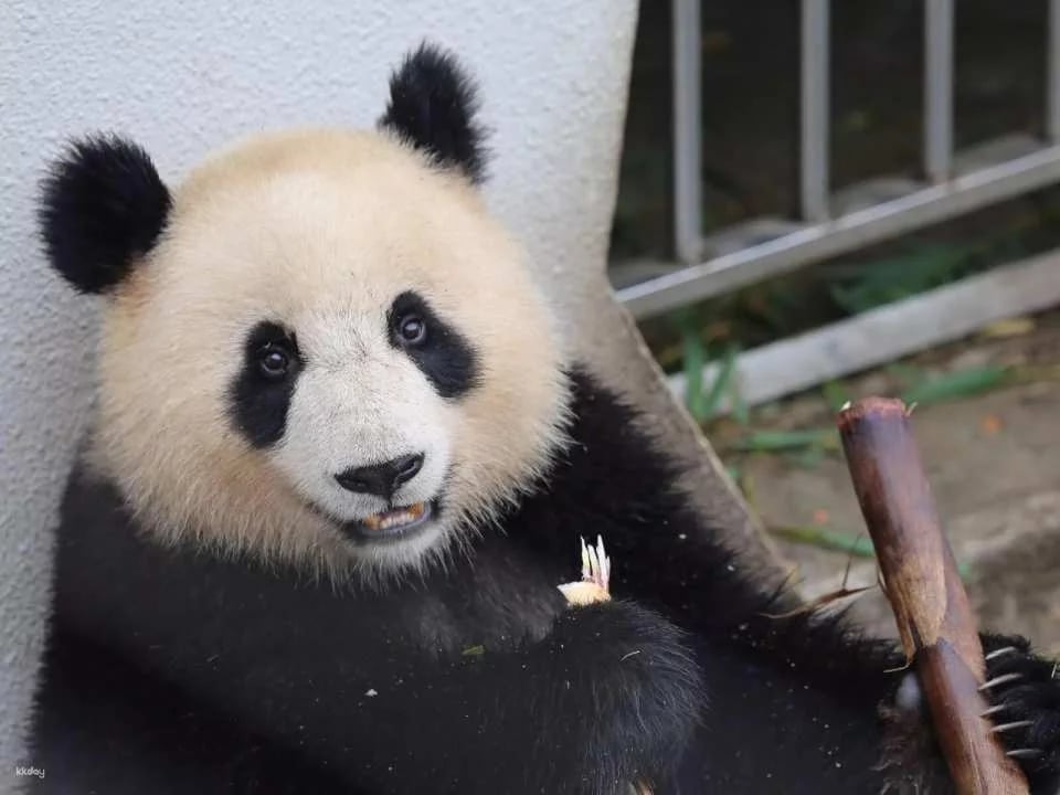 Admission ticket to Shenshuping Base of Wolong Giant Panda Protection and Research Center, Aba Prefecture, Sichuan, China