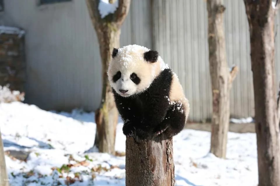 Admission ticket to Shenshuping Base of Wolong Giant Panda Protection and Research Center, Aba Prefecture, Sichuan, China