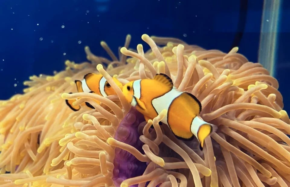 [Advance Tickets] Shin Sapporo Sunpiazza Aquarium Advance Ticket Reservations (Sapporo, Hokkaido)