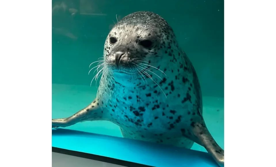 [Advance Tickets] Shin Sapporo Sunpiazza Aquarium Advance Ticket Reservations (Sapporo, Hokkaido)