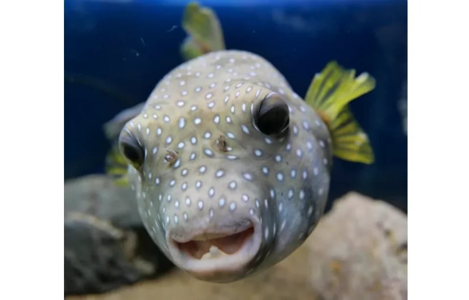 [Advance Tickets] Shin Sapporo Sunpiazza Aquarium Advance Ticket Reservations (Sapporo, Hokkaido)