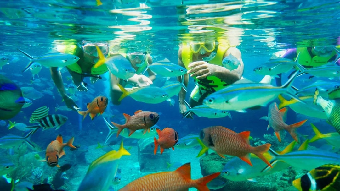 Snorkelers exploring vibrant fish at Rainbow Reef, Adventure Cove Waterpark™.