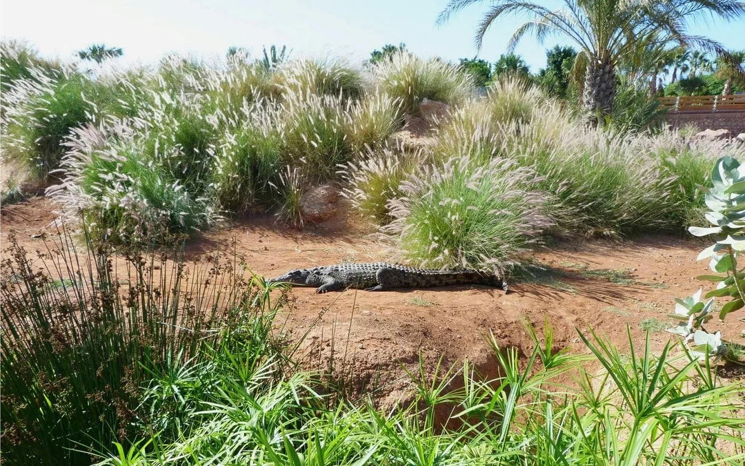 Agadir Crocoparc Tickets with Round-Trip Hotel Transfers Image 4