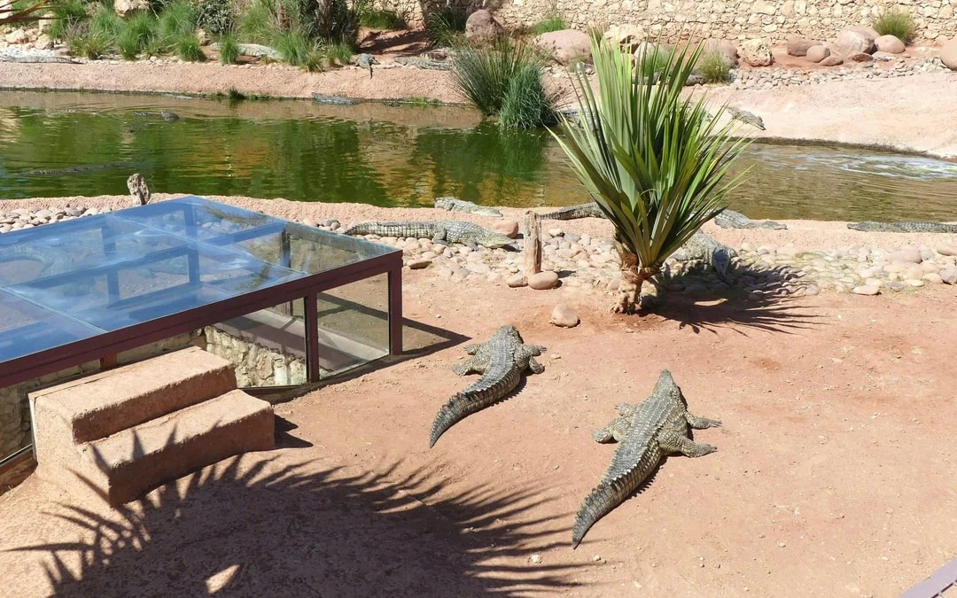 Agadir Crocoparc Tickets with Round-Trip Hotel Transfers Image 7