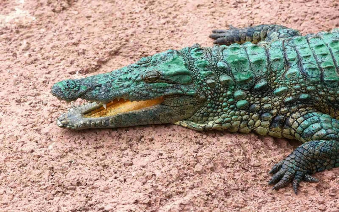 Agadir Crocoparc Tickets with Round-Trip Hotel Transfers Image 8