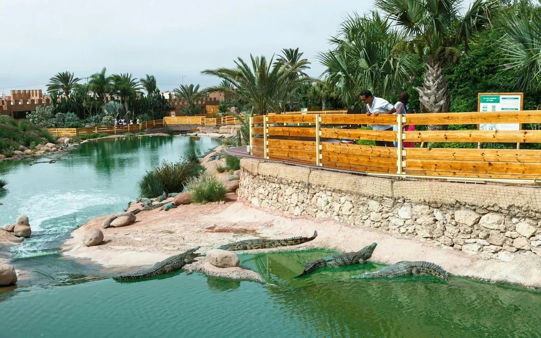 Agadir Crocoparc Tickets with Round-Trip Hotel Transfers Image 9