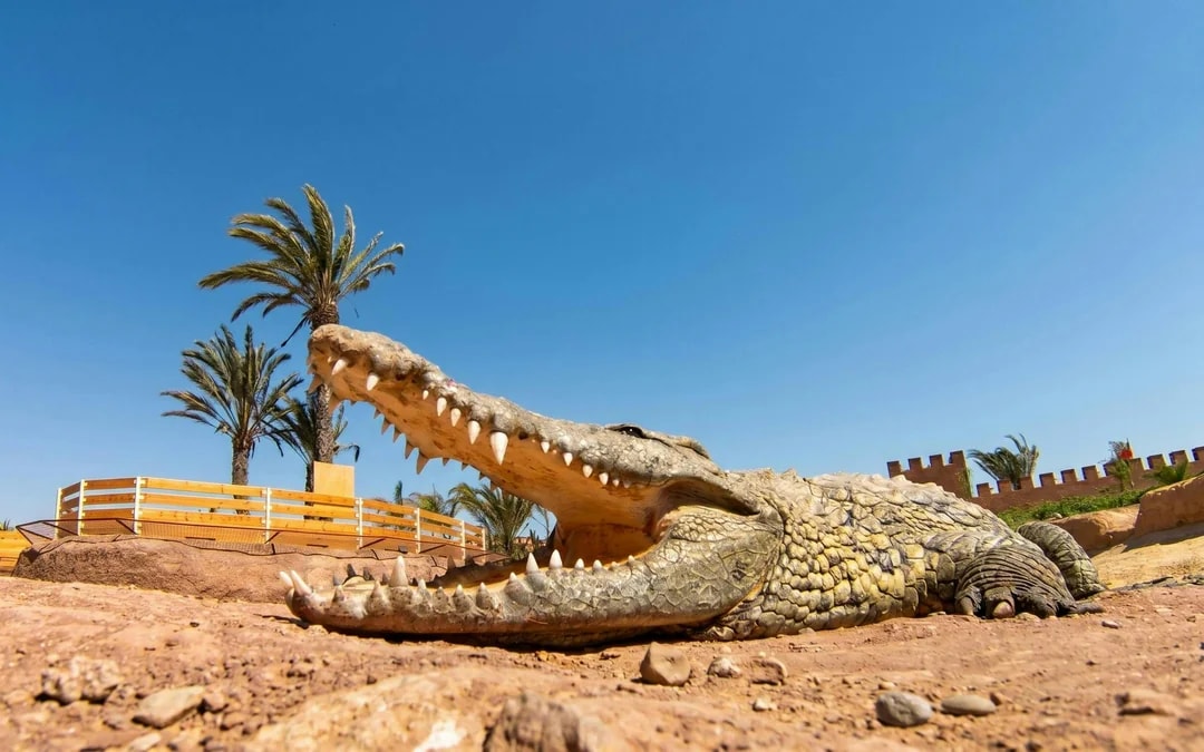Agadir Crocoparc Tickets with Round-Trip Hotel Transfers Image 10