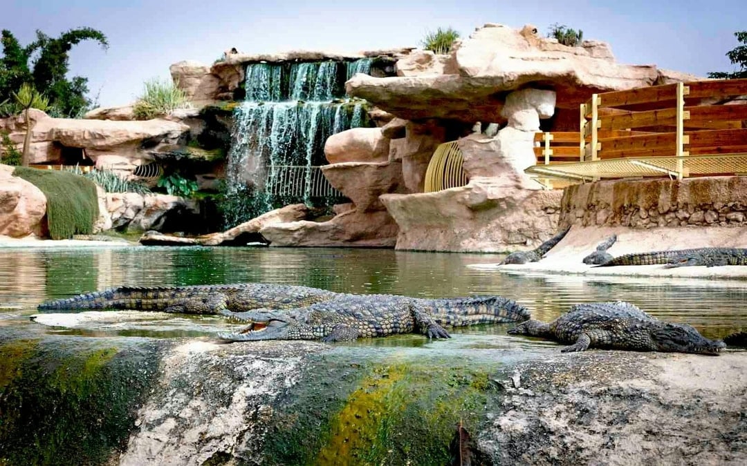 Agadir Crocoparc Tickets with Round-Trip Hotel Transfers