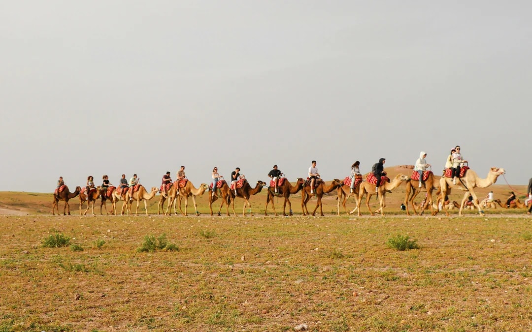 Agafay Desert Camel Ride & Lunch with Pool Access & Transfers Image 7