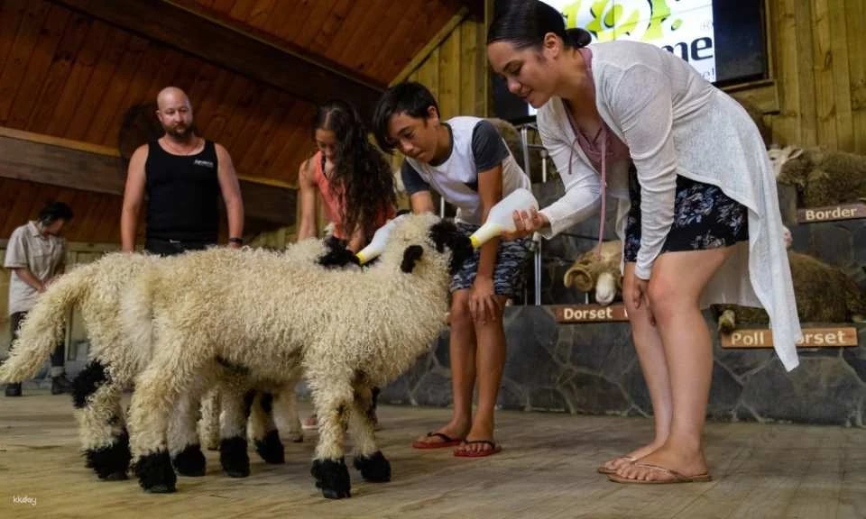 Agrodome Farm Show + Farm Tour Experience | New Zealand