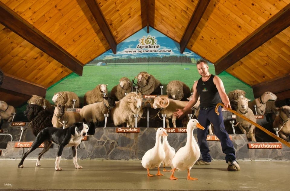 Agrodome Farm Show + Farm Tour Experience | New Zealand