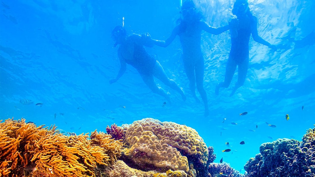 Snorkelers exploring coral reef on Thundercat Whitsundays Full Day Tour.